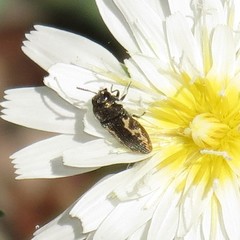Acmaeodera neoneglecta