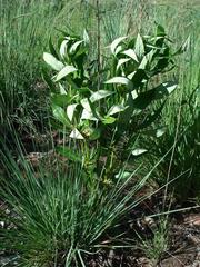 Fadogia homblei