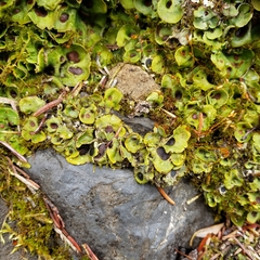Solorina saccata