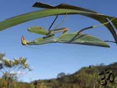 Stagmatoptera biocellata