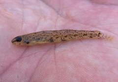 Etheostoma chlorosoma
