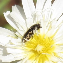Acmaeodera neoneglecta