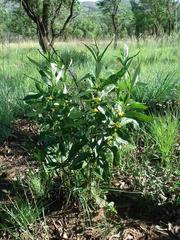 Fadogia homblei