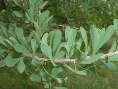 Gymnosporia glaucophylla