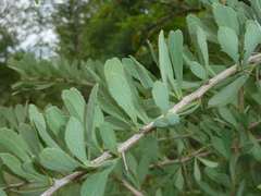 Gymnosporia glaucophylla