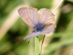 Cacyreus lingeus