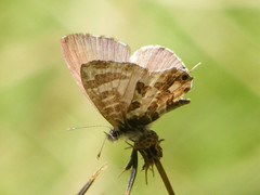 Cacyreus lingeus