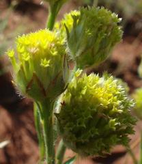 Lasiosiphon sericocephalus