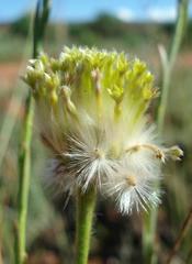 Lasiosiphon sericocephalus