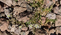 Sabulina nuttallii