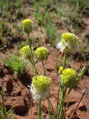 Lasiosiphon sericocephalus