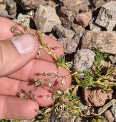 Sabulina nuttallii