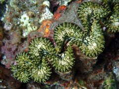 Tridacna noae