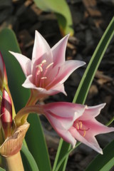 Crinum bulbispermum