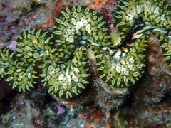 Tridacna noae
