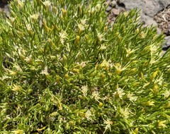 Ericameria discoidea