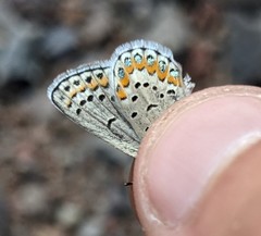 Plebejus fridayi