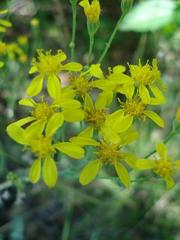 Senecio gregatus