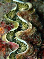 Tridacna noae