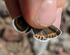 Plebejus fridayi