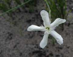 Dianthus albens