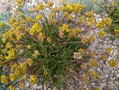 Ivesia gordonii