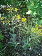 Senecio gregatus