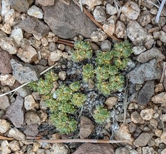 Draba oligosperma