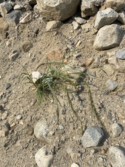 Elymus sibiricus