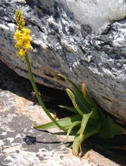 Bulbine latifolia latifolia