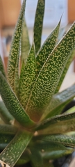 × Gasteraloe