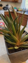 × Gasteraloe