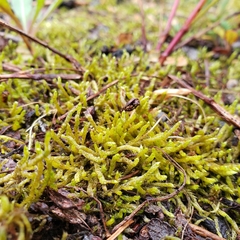 Brachythecium campestre