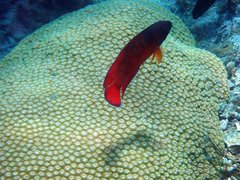 Labracinus cyclophthalmus