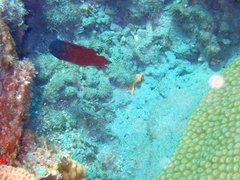 Labracinus cyclophthalmus