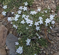 Phlox condensata