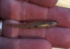 Etheostoma chlorosoma