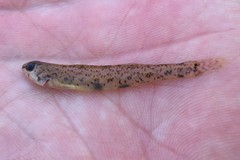 Etheostoma chlorosoma
