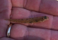Etheostoma chlorosoma