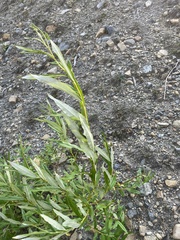 Salix schwerinii