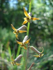 Dipcadi ciliare