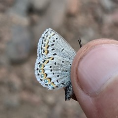Plebejus fridayi