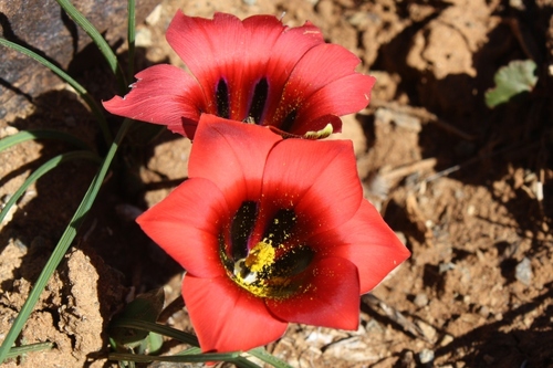 Romulea monadelpha (Sweet ex Steud.) Baker