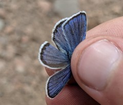 Plebejus fridayi