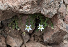 Sabulina nuttallii