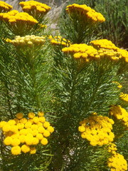 Hymenolepis