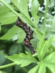 Abrostola parvula