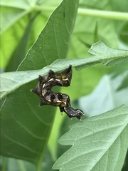 Abrostola parvula