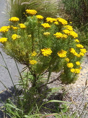 Hymenolepis
