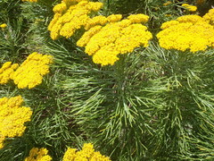 Hymenolepis